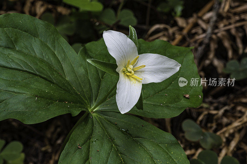 卵形延龄(Trillium ovatum)，太平洋延龄(Pacific Trillium)，又名西wakerobin、西白延龄(western white Trillium)或西延龄(western Trillium)，是黑花科(Melanthiaceae)的一种开花植物。草原溪红木州立公园;